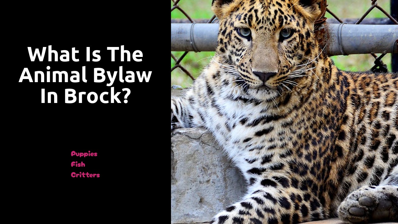 What is the animal bylaw in Brock?